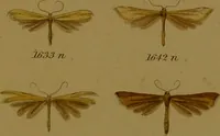 An illustration from Index entomologicus, or, A complete illustrated catalogue, consisting of upwards of two thousand accurately coloured figures of the lepidopterous insects of Great Britain / by W. Wood. (1854)