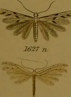 An illustration from Index entomologicus, or, A complete illustrated catalogue, consisting of upwards of two thousand accurately coloured figures of the lepidopterous insects of Great Britain / by W. Wood. (1854)