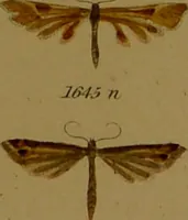 An illustration from Index entomologicus, or, A complete illustrated catalogue, consisting of upwards of two thousand accurately coloured figures of the lepidopterous insects of Great Britain / by W. Wood. (1854)