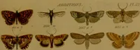 An illustration from Index entomologicus, or, A complete illustrated catalogue, consisting of upwards of two thousand accurately coloured figures of the lepidopterous insects of Great Britain / by W. Wood. (1854)