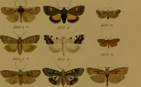 An illustration from Index entomologicus, or, A complete illustrated catalogue, consisting of upwards of two thousand accurately coloured figures of the lepidopterous insects of Great Britain / by W. Wood. (1854)