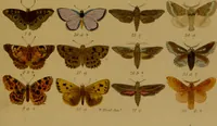 An illustration from Index entomologicus, or, A complete illustrated catalogue, consisting of upwards of two thousand accurately coloured figures of the lepidopterous insects of Great Britain / by W. Wood. (1854)