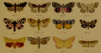 An illustration from Index entomologicus, or, A complete illustrated catalogue, consisting of upwards of two thousand accurately coloured figures of the lepidopterous insects of Great Britain / by W. Wood. (1854)