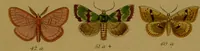 An illustration from Index entomologicus, or, A complete illustrated catalogue, consisting of upwards of two thousand accurately coloured figures of the lepidopterous insects of Great Britain / by W. Wood. (1854)