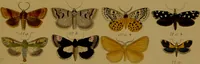 An illustration from Index entomologicus, or, A complete illustrated catalogue, consisting of upwards of two thousand accurately coloured figures of the lepidopterous insects of Great Britain / by W. Wood. (1854)