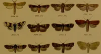 An illustration from Index entomologicus, or, A complete illustrated catalogue, consisting of upwards of two thousand accurately coloured figures of the lepidopterous insects of Great Britain / by W. Wood. (1854)