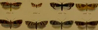 An illustration from Index entomologicus, or, A complete illustrated catalogue, consisting of upwards of two thousand accurately coloured figures of the lepidopterous insects of Great Britain / by W. Wood. (1854)