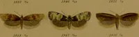 An illustration from Index entomologicus, or, A complete illustrated catalogue, consisting of upwards of two thousand accurately coloured figures of the lepidopterous insects of Great Britain / by W. Wood. (1854)