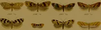 An illustration from Index entomologicus, or, A complete illustrated catalogue, consisting of upwards of two thousand accurately coloured figures of the lepidopterous insects of Great Britain / by W. Wood. (1854)