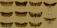 An illustration from Index entomologicus, or, A complete illustrated catalogue, consisting of upwards of two thousand accurately coloured figures of the lepidopterous insects of Great Britain / by W. Wood. (1854)