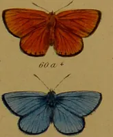An illustration from Index entomologicus, or, A complete illustrated catalogue, consisting of upwards of two thousand accurately coloured figures of the lepidopterous insects of Great Britain / by W. Wood. (1854)
