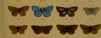 An illustration from Index entomologicus, or, A complete illustrated catalogue, consisting of upwards of two thousand accurately coloured figures of the lepidopterous insects of Great Britain / by W. Wood. (1854)