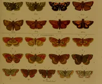 An illustration from Index entomologicus, or, A complete illustrated catalogue, consisting of upwards of two thousand accurately coloured figures of the lepidopterous insects of Great Britain / by W. Wood. (1854)
