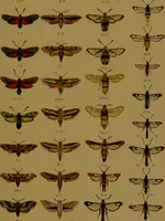 An illustration from Index entomologicus, or, A complete illustrated catalogue, consisting of upwards of two thousand accurately coloured figures of the lepidopterous insects of Great Britain / by W. Wood. (1854)