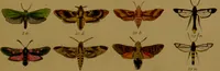 An illustration from Index entomologicus, or, A complete illustrated catalogue, consisting of upwards of two thousand accurately coloured figures of the lepidopterous insects of Great Britain / by W. Wood. (1854)