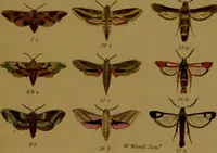 An illustration from Index entomologicus, or, A complete illustrated catalogue, consisting of upwards of two thousand accurately coloured figures of the lepidopterous insects of Great Britain / by W. Wood. (1854)