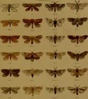 An illustration from Index entomologicus, or, A complete illustrated catalogue, consisting of upwards of two thousand accurately coloured figures of the lepidopterous insects of Great Britain / by W. Wood. (1854)