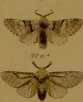 An illustration from Index entomologicus, or, A complete illustrated catalogue, consisting of upwards of two thousand accurately coloured figures of the lepidopterous insects of Great Britain / by W. Wood. (1854)