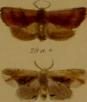 An illustration from Index entomologicus, or, A complete illustrated catalogue, consisting of upwards of two thousand accurately coloured figures of the lepidopterous insects of Great Britain / by W. Wood. (1854)