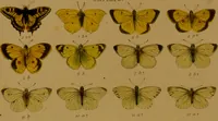 An illustration from Index entomologicus, or, A complete illustrated catalogue, consisting of upwards of two thousand accurately coloured figures of the lepidopterous insects of Great Britain / by W. Wood. (1854)