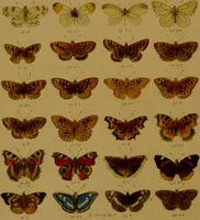 An illustration from Index entomologicus, or, A complete illustrated catalogue, consisting of upwards of two thousand accurately coloured figures of the lepidopterous insects of Great Britain / by W. Wood. (1854)