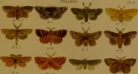 An illustration from Index entomologicus, or, A complete illustrated catalogue, consisting of upwards of two thousand accurately coloured figures of the lepidopterous insects of Great Britain / by W. Wood. (1854)