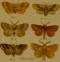 An illustration from Index entomologicus, or, A complete illustrated catalogue, consisting of upwards of two thousand accurately coloured figures of the lepidopterous insects of Great Britain / by W. Wood. (1854)