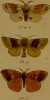 An illustration from Index entomologicus, or, A complete illustrated catalogue, consisting of upwards of two thousand accurately coloured figures of the lepidopterous insects of Great Britain / by W. Wood. (1854)