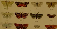 An illustration from Index entomologicus, or, A complete illustrated catalogue, consisting of upwards of two thousand accurately coloured figures of the lepidopterous insects of Great Britain / by W. Wood. (1854)