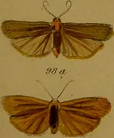 An illustration from Index entomologicus, or, A complete illustrated catalogue, consisting of upwards of two thousand accurately coloured figures of the lepidopterous insects of Great Britain / by W. Wood. (1854)