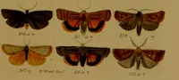 An illustration from Index entomologicus, or, A complete illustrated catalogue, consisting of upwards of two thousand accurately coloured figures of the lepidopterous insects of Great Britain / by W. Wood. (1854)