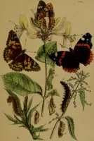 An illustration from The butterflies of Great Britain : with their transformations delineated and described / by J.O. Westwood. (1887)