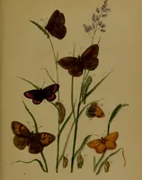 An illustration from The butterflies of Great Britain : with their transformations delineated and described / by J.O. Westwood. (1887)