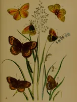 An illustration from The butterflies of Great Britain : with their transformations delineated and described / by J.O. Westwood. (1887)