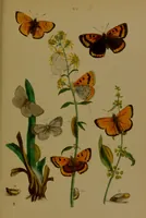 An illustration from The butterflies of Great Britain : with their transformations delineated and described / by J.O. Westwood. (1887)