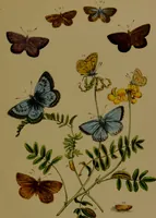 An illustration from The butterflies of Great Britain : with their transformations delineated and described / by J.O. Westwood. (1887)