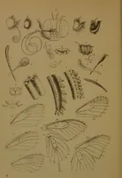 An illustration from The butterflies of Great Britain : with their transformations delineated and described / by J.O. Westwood. (1887)