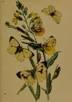 An illustration from The butterflies of Great Britain : with their transformations delineated and described / by J.O. Westwood. (1887)