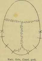 An illustration from Phrenologische Bilder : zur Naturlehre des menschlichen Geistes und deren Anwendung auf Wissenschaft und Leben auch zur Verständigung zwischen Phrenologie und Anthropologie / von Gustav Scheve. (1874)