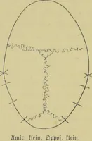 An illustration from Phrenologische Bilder : zur Naturlehre des menschlichen Geistes und deren Anwendung auf Wissenschaft und Leben auch zur Verständigung zwischen Phrenologie und Anthropologie / von Gustav Scheve. (1874)