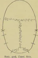 Picture 6 of 29 from Phrenologische Bilder : zur Naturlehre des menschlichen Geistes und deren Anwendung auf Wissenschaft und Leben auch zur Verständigung zwischen Phrenologie und Anthropologie / von Gustav Scheve. (1874), leaf 191