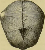 An illustration from Phrenologische Bilder : zur Naturlehre des menschlichen Geistes und deren Anwendung auf Wissenschaft und Leben auch zur Verständigung zwischen Phrenologie und Anthropologie / von Gustav Scheve. (1874)