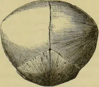 An illustration from Phrenologische Bilder : zur Naturlehre des menschlichen Geistes und deren Anwendung auf Wissenschaft und Leben auch zur Verständigung zwischen Phrenologie und Anthropologie / von Gustav Scheve. (1874)