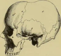 An illustration from Phrenologische Bilder : zur Naturlehre des menschlichen Geistes und deren Anwendung auf Wissenschaft und Leben auch zur Verständigung zwischen Phrenologie und Anthropologie / von Gustav Scheve. (1874)