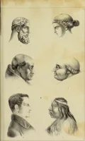 An illustration from Phrenologische Bilder : zur Naturlehre des menschlichen Geistes und deren Anwendung auf Wissenschaft und Leben auch zur Verständigung zwischen Phrenologie und Anthropologie / von Gustav Scheve. (1874)