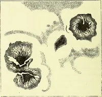 An illustration from Spectrum analysis in its application to terrestrial substances, and the physical constitution of the heavenly bodies / familiarly explained by H. Schellen ; translated from the second enlarged and revised German edition by Jane and Caroline Lassell ; edited with notes by William Huggins ; with numerous woodcuts and coloured plates, and Ångström's and Kirchhoff's maps. (1872)
