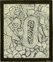 An illustration from Spectrum analysis in its application to terrestrial substances, and the physical constitution of the heavenly bodies / familiarly explained by H. Schellen ; translated from the second enlarged and revised German edition by Jane and Caroline Lassell ; edited with notes by William Huggins ; with numerous woodcuts and coloured plates, and Ångström's and Kirchhoff's maps. (1872)