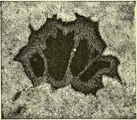 Picture 107 of 246 from Spectrum analysis in its application to terrestrial substances, and the physical constitution of the heavenly bodies / familiarly explained by H. Schellen ; translated from the second enlarged and revised German edition by Jane and Caroline Lassell ; edited with notes by William Huggins ; with numerous woodcuts and coloured plates, and Ångström's and Kirchhoff's maps. (1872), leaf 318
