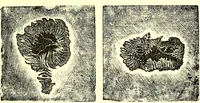 Picture 108 of 246 from Spectrum analysis in its application to terrestrial substances, and the physical constitution of the heavenly bodies / familiarly explained by H. Schellen ; translated from the second enlarged and revised German edition by Jane and Caroline Lassell ; edited with notes by William Huggins ; with numerous woodcuts and coloured plates, and Ångström's and Kirchhoff's maps. (1872), leaf 319