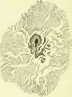 An illustration from Spectrum analysis in its application to terrestrial substances, and the physical constitution of the heavenly bodies / familiarly explained by H. Schellen ; translated from the second enlarged and revised German edition by Jane and Caroline Lassell ; edited with notes by William Huggins ; with numerous woodcuts and coloured plates, and Ångström's and Kirchhoff's maps. (1872)